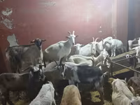 Goat, Goats — photo 8