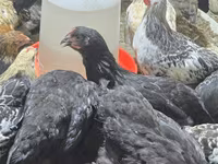 Chickens — photo 7