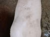 母猪, Ландрас — 照片 6