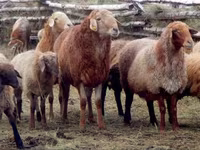 Ram, Sheep — photo 1