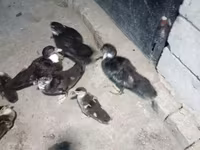 Ducks — photo 3