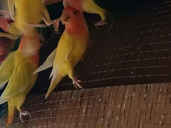 Məhsul: Agapornis (sevgi papağanları) və çoxqatlı taxta qəfəslər