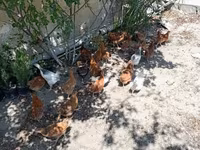 Chickens — photo 2
