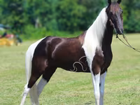 Caballo, Tennessee Walking Horse — foto 2
