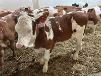 Buğa, Simmental cattle — foto 2