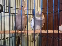 Məhsul: Nimfa (Cockatiel) cütü – qıf və aksesuarlarla birlikdə — 照片 2