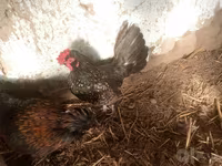 Japanisches Bantam — Foto 3