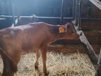 Cow, Holstein breed — photo 2