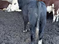 Buğa, Simmental cattle — foto 2