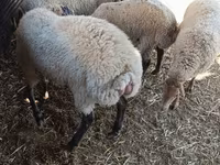 母羊, Sheep — 照片 2