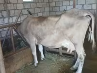 Cow, Swiss cattle — photo 4