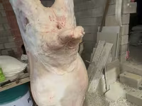 Qoç, Merino sheep — foto 1