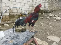 Chickens — Foto 8