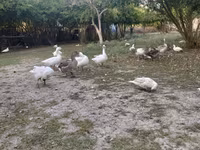 Geese — 照片 4