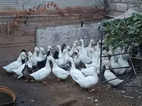 Alman Pekin — foto 3