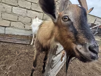 Dişi keçi, Saanen goat — foto 4