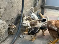 Chickens — photo 1