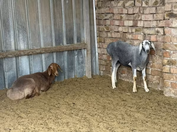 भेड़, Arashan sheep