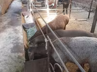 公羊, Sheep — 照片 4