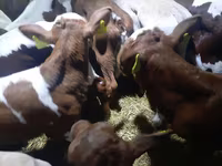 Bulle, Simmental cattle — Foto 2
