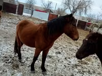 Kůň, Kazakh horse — foto 1