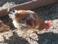 Chickens — الصورة 1
