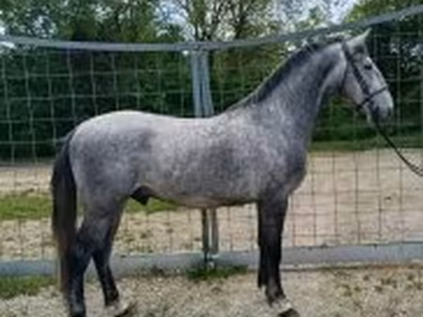 Kůň, Lipizzaner