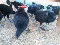Ayam Cemani — foto 5