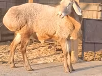 Qoç, Hissar sheep — foto 1