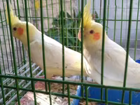 Quşlar qefesler təzədir watsap elaqe — 照片 4