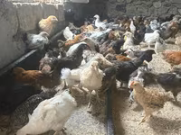 Chickens — foto 4