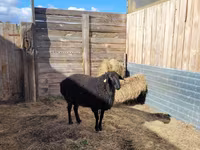 Widder, Hissar sheep — Foto 6