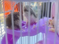 Cırtdan hamsterlər üçün komplekt qəfəs dəsti - Rəng: bənövşəyi — фото 4