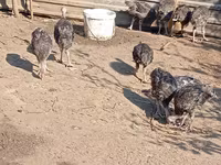 Turkeys — फ़ोटो 2