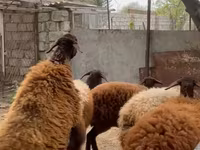 Sheep (batch, sex not specified), Blackheaded Persian sheep — photo 3