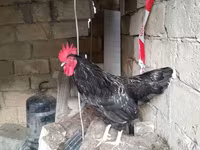 Chickens — الصورة 6