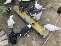 Ducks — 照片 7