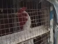 Chickens — photo 3