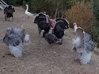 Turkeys — الصورة 2