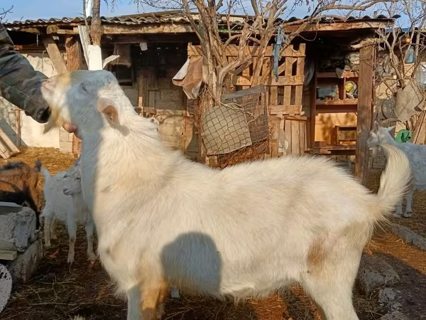 Keçi, Saanen goat — Azərbaycan