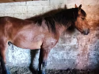 马匹（批次，未指定性别）, Horse breed — 照片 5