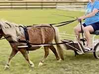Horse (M), Miniature horse — photo 7
