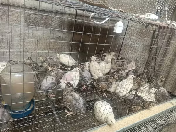 Quails — أرمينيا