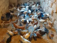Chickens — photo 4