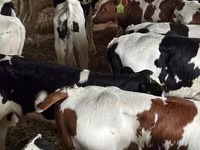 أبقار (دفعة، الجنس غير محدد), Simmental cattle — الصورة 2