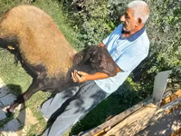 Qoç, Qoyunlar — foto 2