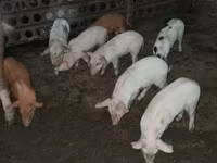 Säue, Schweine — Foto 1