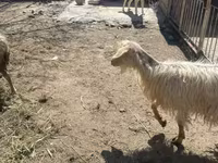 Sheep (batch, sex not specified), Sheep — photo 3