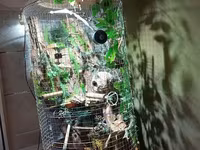 Unikal şaquli terrarium/volyer – dekorativ ağac gövdəsi və təbii — фото 2