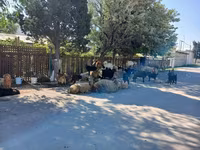 Sheep, Sheep — photo 3